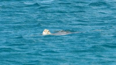 Wasserschildkröte Cocoa Point Barbuda