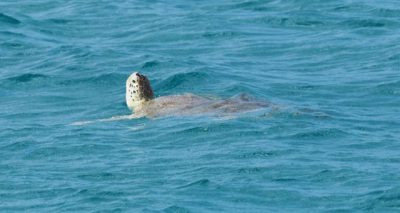 Wasserschildkröte Cocoa Point Barbuda