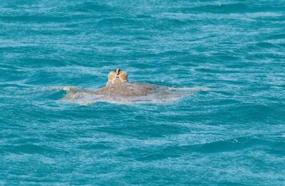 Wasserschildkröte Cocoa Point Barbuda
