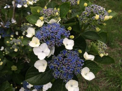 Flores Hyazinthen IMG_7161